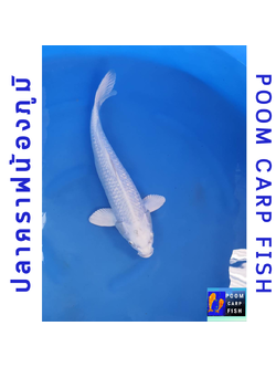 ปลาคราฟโอกอนแพลตตินั่ม ขาวสวย สง่างาม หุ่นดีงาม ปลาคาร์ฟขนาดใหญ่ ขนาด 40 cm