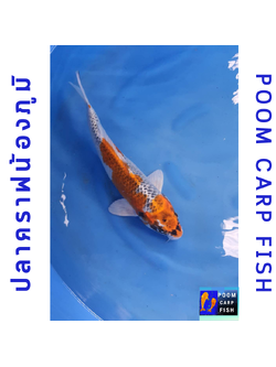 ปลาคราฟ คูจากุ ปลาคาร์ฟขนาดใหญ่ ขนาด 45 cm