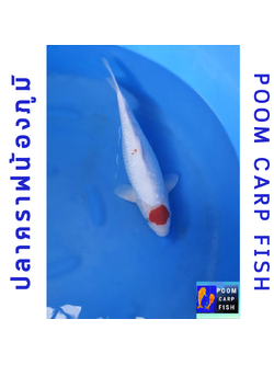 ปลาคราฟตันโจ กินริน หัวแดงสวยงาม ปลาคาร์ฟขนาดใหญ่ ขนาด 40 cm
