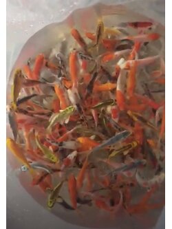 ลูกปลาคราฟ ปลาลูกนอก ขนาด 3 นิ้ว ขายส่งชุดละ 100 ตัว ลูกปลาคราฟราคาถูก