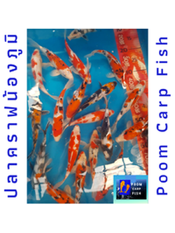 ลูกปลาคราฟ ปลาลูกนอกคัดเกรด ปลาคราฟขนาด 7 นิ้ว ขายปลาคราฟราคาถูก ราคาตัวละ 250 บาท