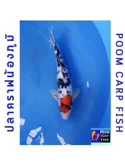 ปลาคราฟตันโจโชว่า หัวสวยงาม ดำวางดี ปลาคาร์ฟขนาดใหญ่ ขนาด 40 cm