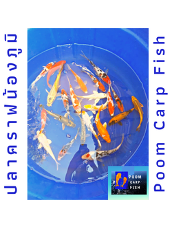 ลูกปลาคราฟ ปลาลูกนอกคัดเกรด ปลาคราฟขนาด 5 นิ้ว ขายปลาคราฟราคาถูก ราคาตัวละ 100 บาท