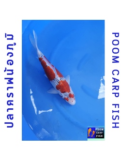 ปลาคราฟ โงชิกิ ปลา 5 สี สายพันธ์หาดูยาก ปลาคาร์ฟขนาดใหญ่ ขนาด 45 cm