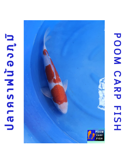 ปลาคราฟโคฮากุ สีแดงขาว หุ่นดีงาม ปลาคาร์ฟขนาดใหญ่ ขนาด 45 cm