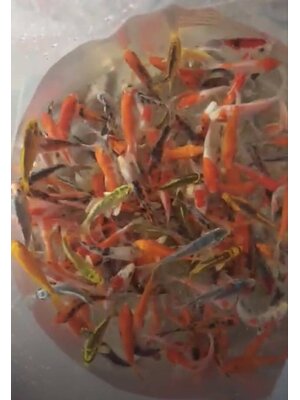 ลูกปลาคราฟ ปลาลูกนอก ขนาด 3 นิ้ว ขายส่งชุดละ 100 ตัว ลูกปลาคราฟราคาถูก