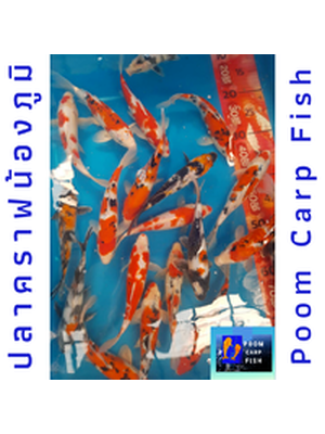 ลูกปลาคราฟ ปลาลูกนอกคัดเกรด ปลาคราฟขนาด 7 นิ้ว ขายปลาคราฟราคาถูก ราคาตัวละ 250 บาท