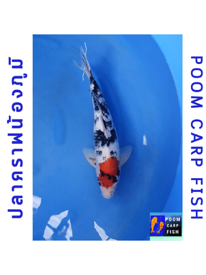 ปลาคราฟตันโจโชว่า หัวสวยงาม ดำวางดี ปลาคาร์ฟขนาดใหญ่ ขนาด 40 cm