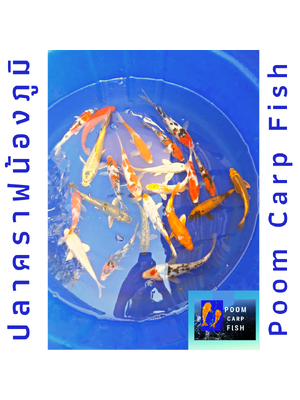 ลูกปลาคราฟ ปลาลูกนอกคัดเกรด ปลาคราฟขนาด 5 นิ้ว ขายปลาคราฟราคาถูก ราคาตัวละ 100 บาท