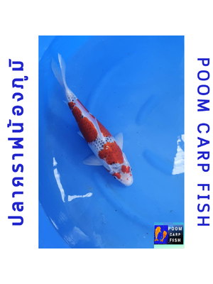 ปลาคราฟ โงชิกิ ปลา 5 สี สายพันธ์หาดูยาก ปลาคาร์ฟขนาดใหญ่ ขนาด 45 cm