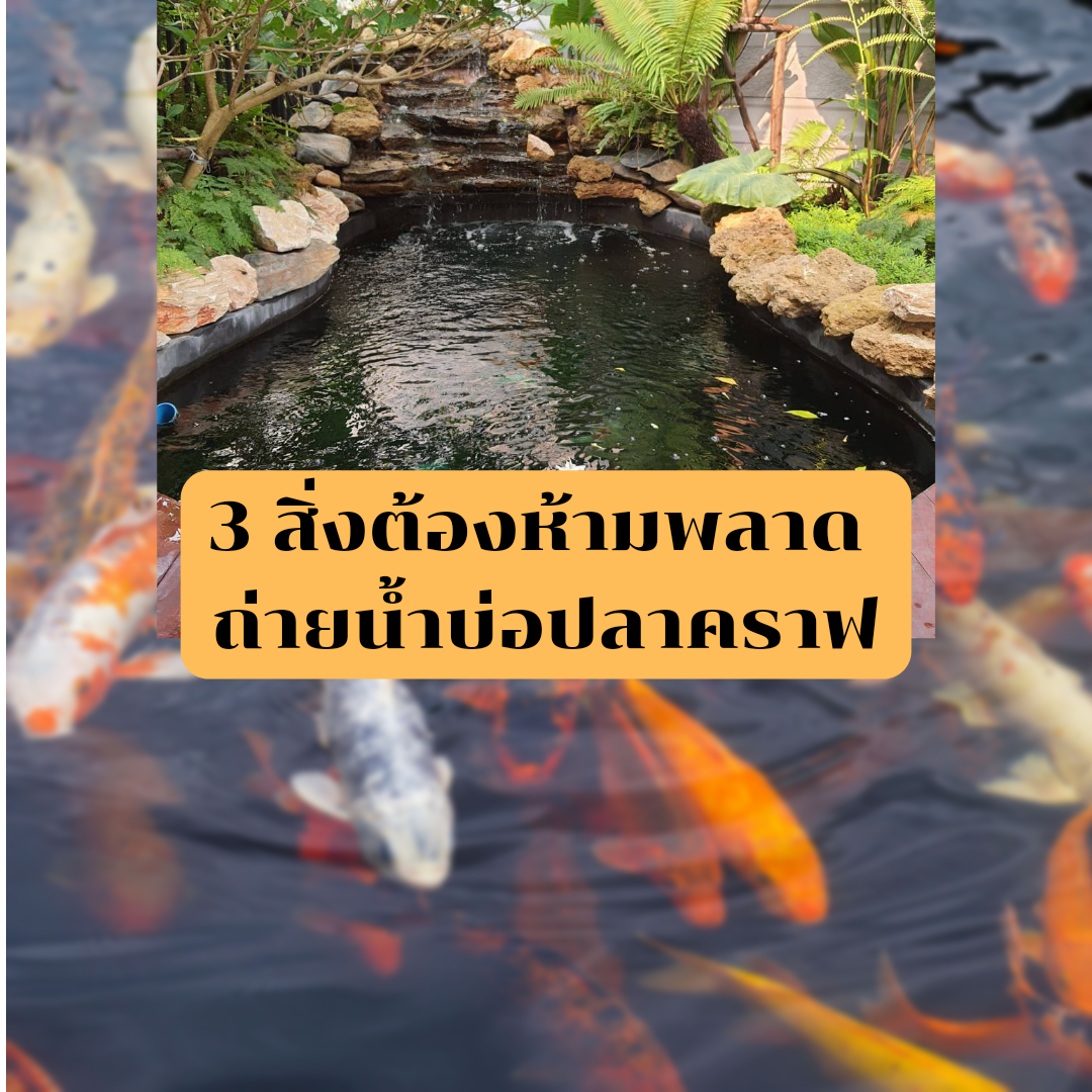 บ่อปลาคราฟ