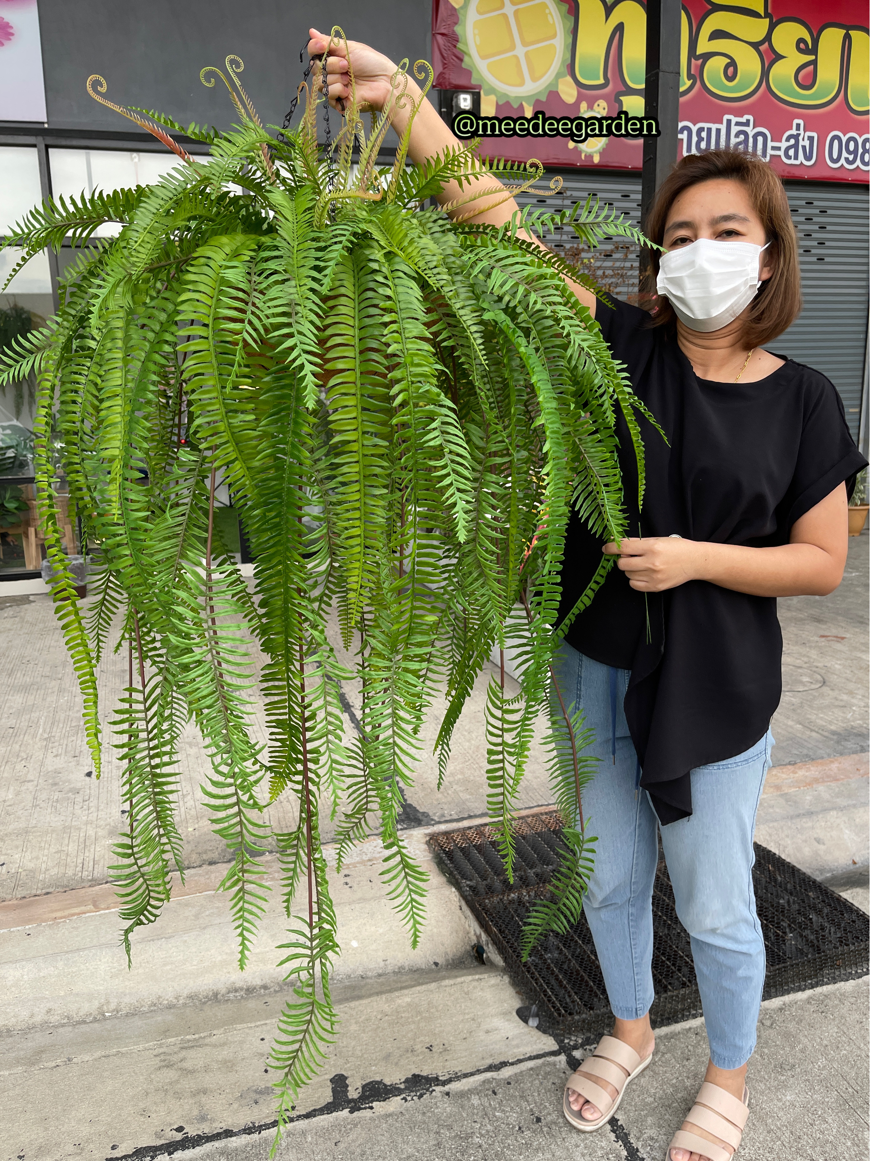 กระเช้าเฟิร์น กระเช้าเฟิร์นปลอม งานเกรดพรีเมี่ยม จัดเหมือนจริง ความกว้าง 90 cm. ยาว 130 cm.