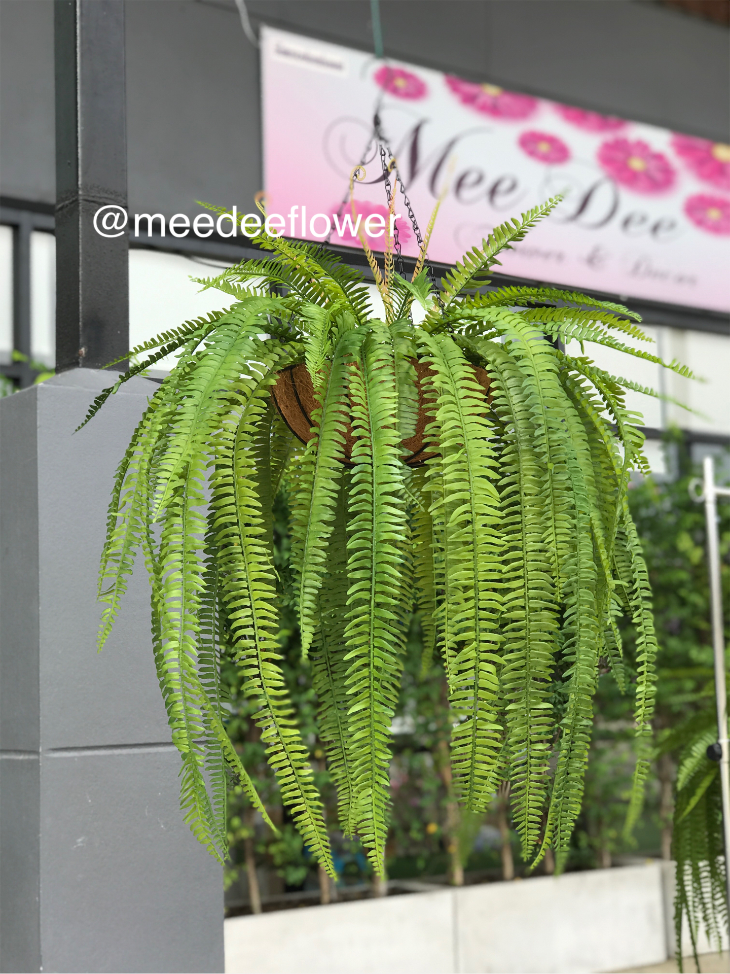 กระเช้าเฟิร์น กระเช้าเฟิร์นปลอม จัดเหมือนจริง ความกว้าง 80 cm. ยาว 100 cm.