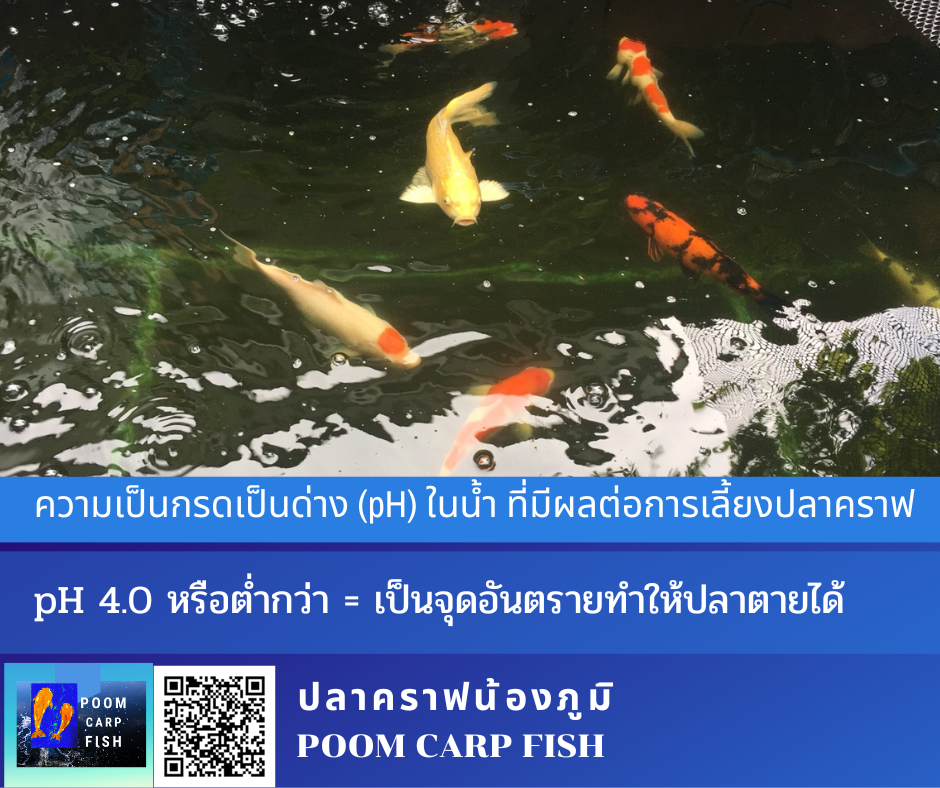 ค่าน้ำ pH เลี้ยงปลาคราฟ