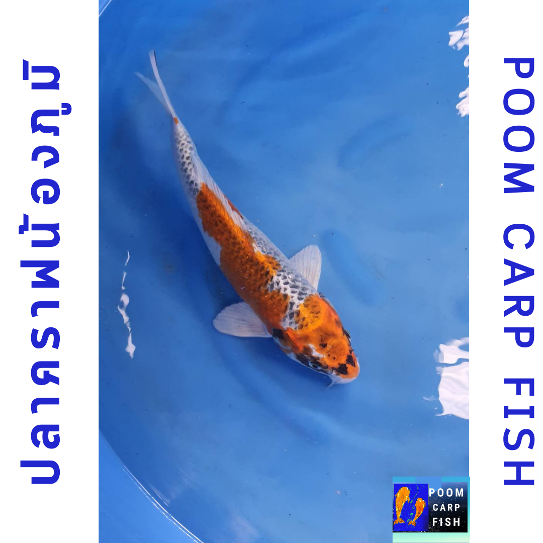 ปลาคราฟ คูจากุ ปลาคาร์ฟขนาดใหญ่ ขนาด 45 cm