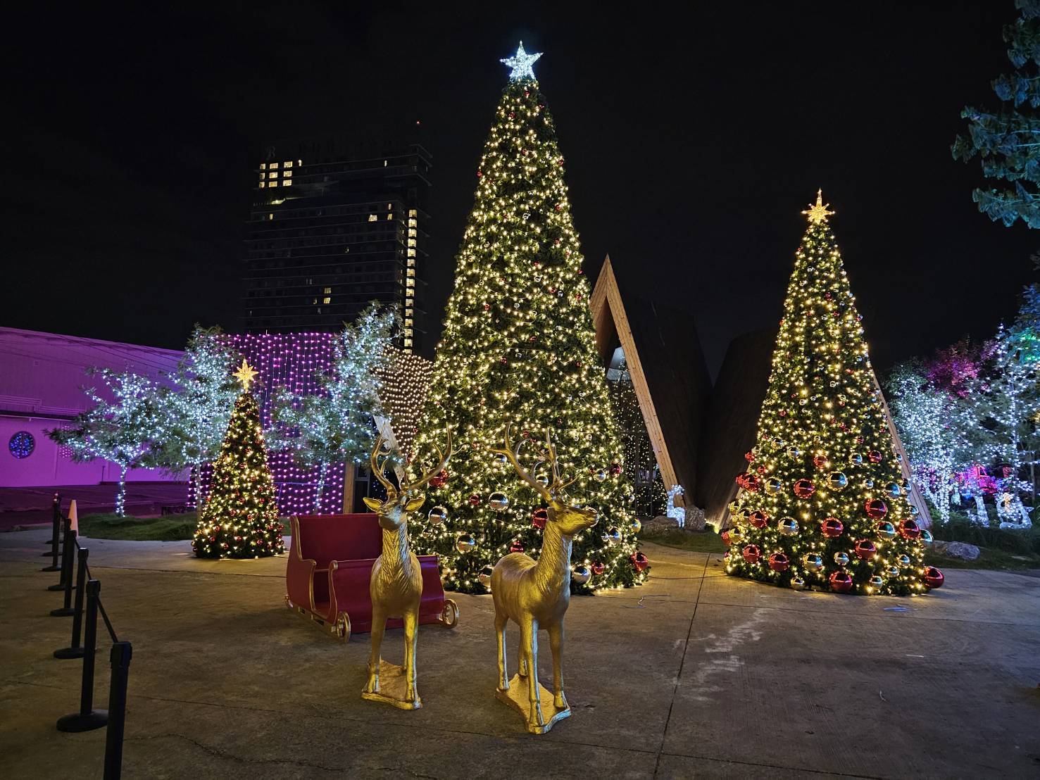 ต้นคริสต์มาสปลอมยอดนิยม สีสันของใบสน