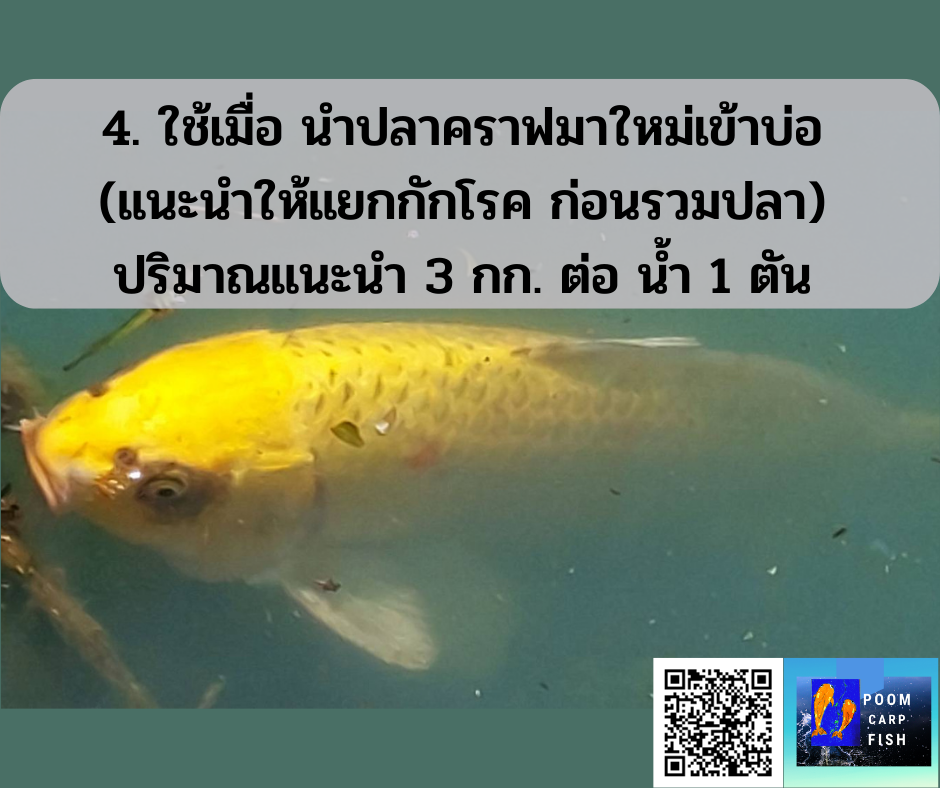การใช้เกลือเลี้ยงปลาคาร์ฟ