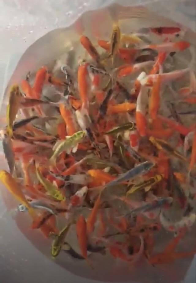 ลูกปลาคราฟ ปลาลูกนอก ขนาด 3 นิ้ว ขายส่งชุดละ 100 ตัว ลูกปลาคราฟราคาถูก