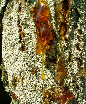 อำพันบอลติกแท้ 100% Baltic Amber Resin จากประเทศลิทัวเนีย อโรมาเธอราพี สุคนธบำบัด สีเหลืองทอง กลิ่นต้นสนธรรมชาติ ช่วยฟื้นฟูสภาพผิวและลดริ้วรอย ใช้เป็นเครื่องประดับ - 100g
