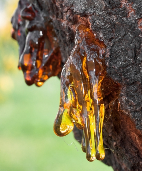 ผงอำพันบอลติกแท้ 100% Baltic Amber Resin จากประเทศลิทัวเนีย อโรมาเธอราพี สุคนธบำบัด สีเหลืองทอง กลิ่นต้นสนธรรมชาติ ช่วยฟื้นฟูสภาพผิวและลดริ้วรอย ใช้เป็นเครื่องประดับ - 50g
