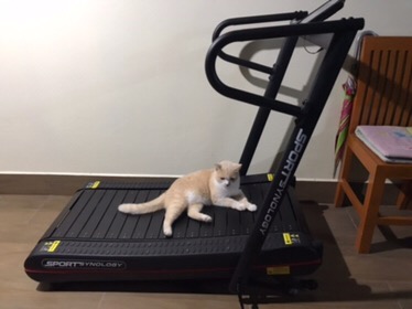พร้อมส่ง* ส่งฟรี !! Home Gym Fit TT100 Curved Treadmill ลู่วิ่งไร้มอเตอร์ ดีไซน์โค้งออกแบบมาให้พับเก็บได้ง่าย