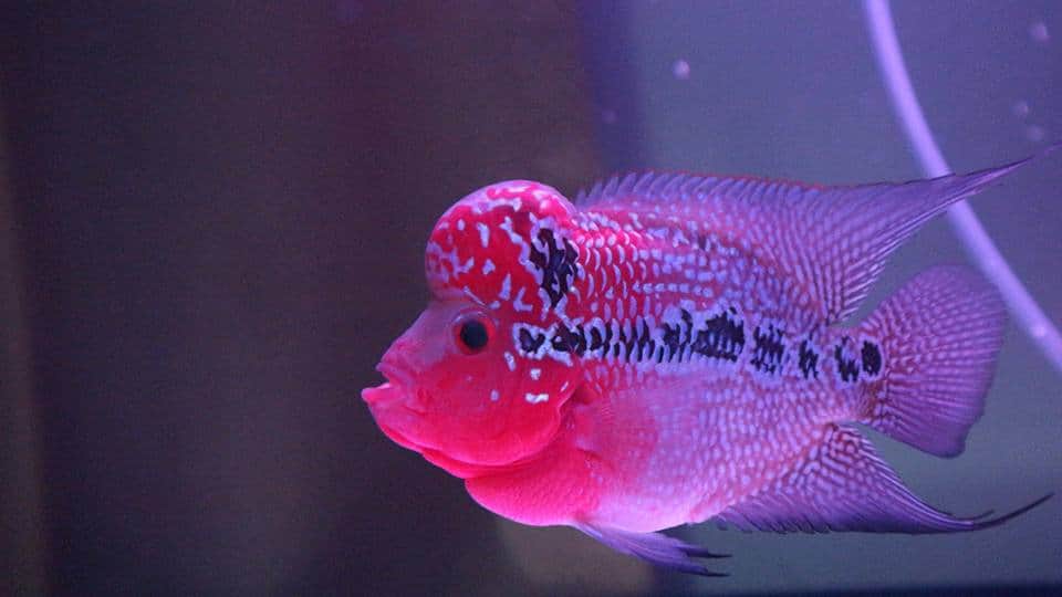 จำหน่ายปลาหมอสี flowerhorn for Sale