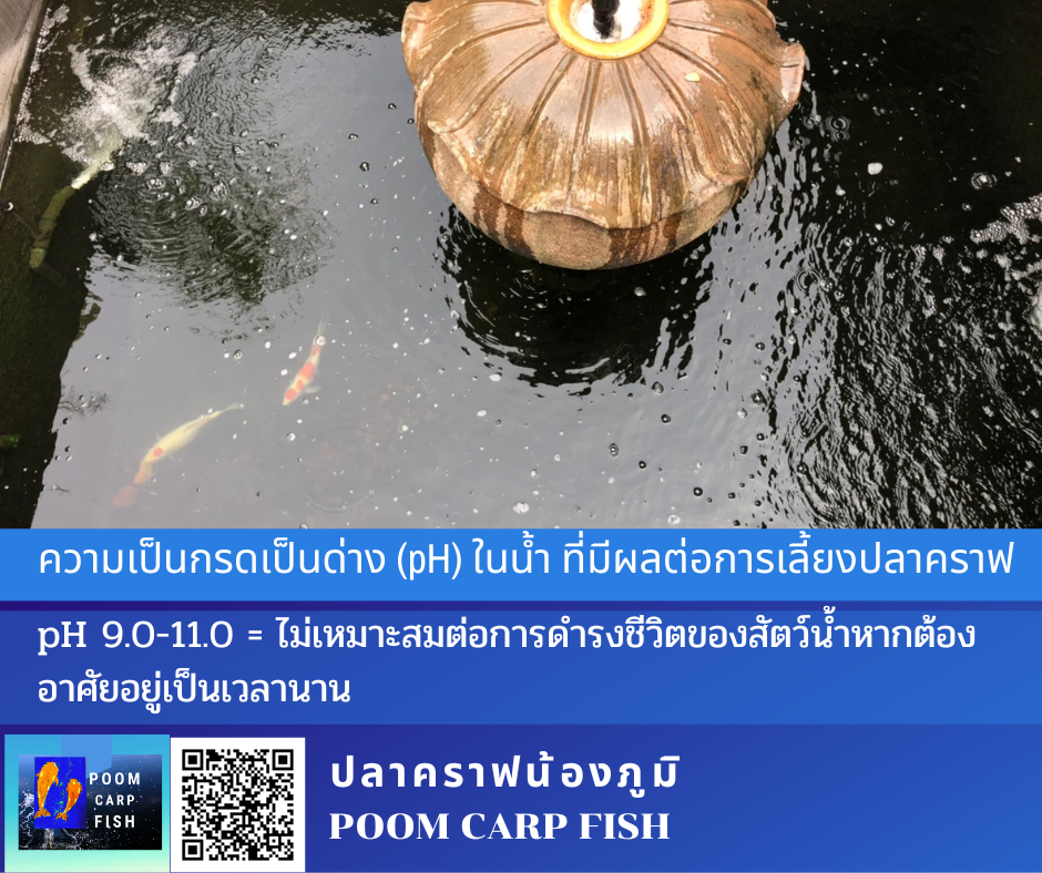ค่าน้ำ pH เลี้ยงปลาคราฟ