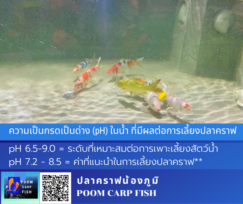 ค่าน้ำ pH เลี้ยงปลาคราฟ