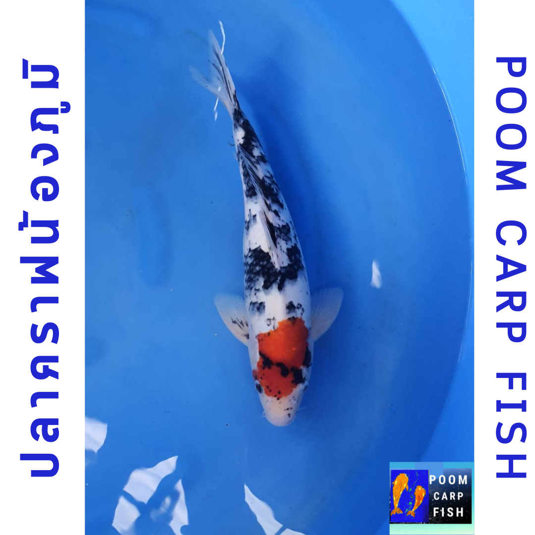 ปลาคราฟตันโจโชว่า หัวสวยงาม ดำวางดี ปลาคาร์ฟขนาดใหญ่ ขนาด 40 cm