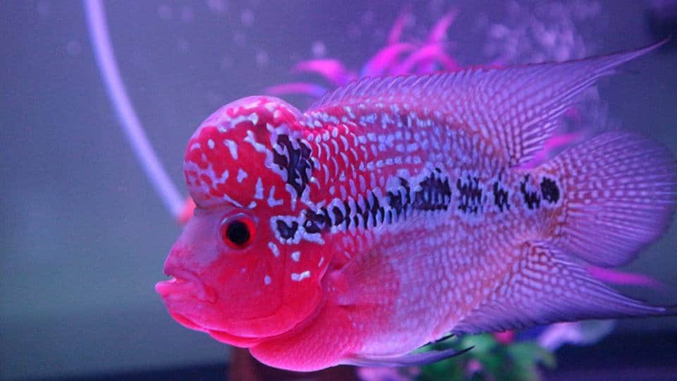 จำหน่ายปลาหมอสี flowerhorn for Sale