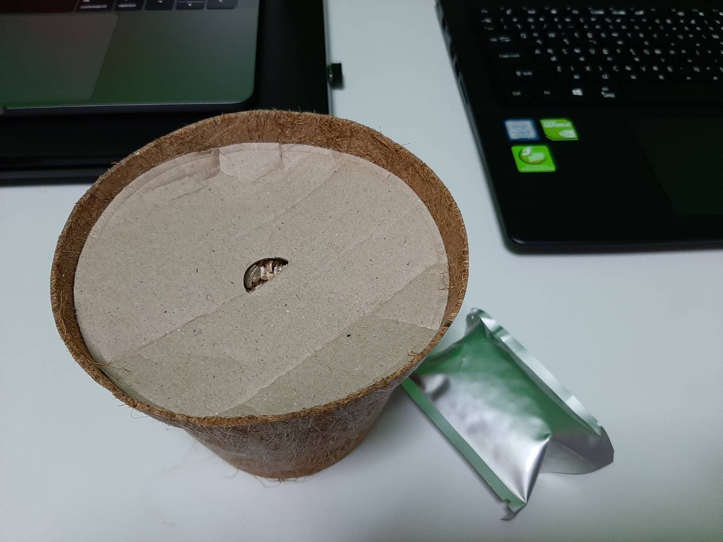 ชุดปลูกข้าวสาลีสำเร็จรูป ตั้งโชว์สวย ปลูกง่าย พร้อมปลูก