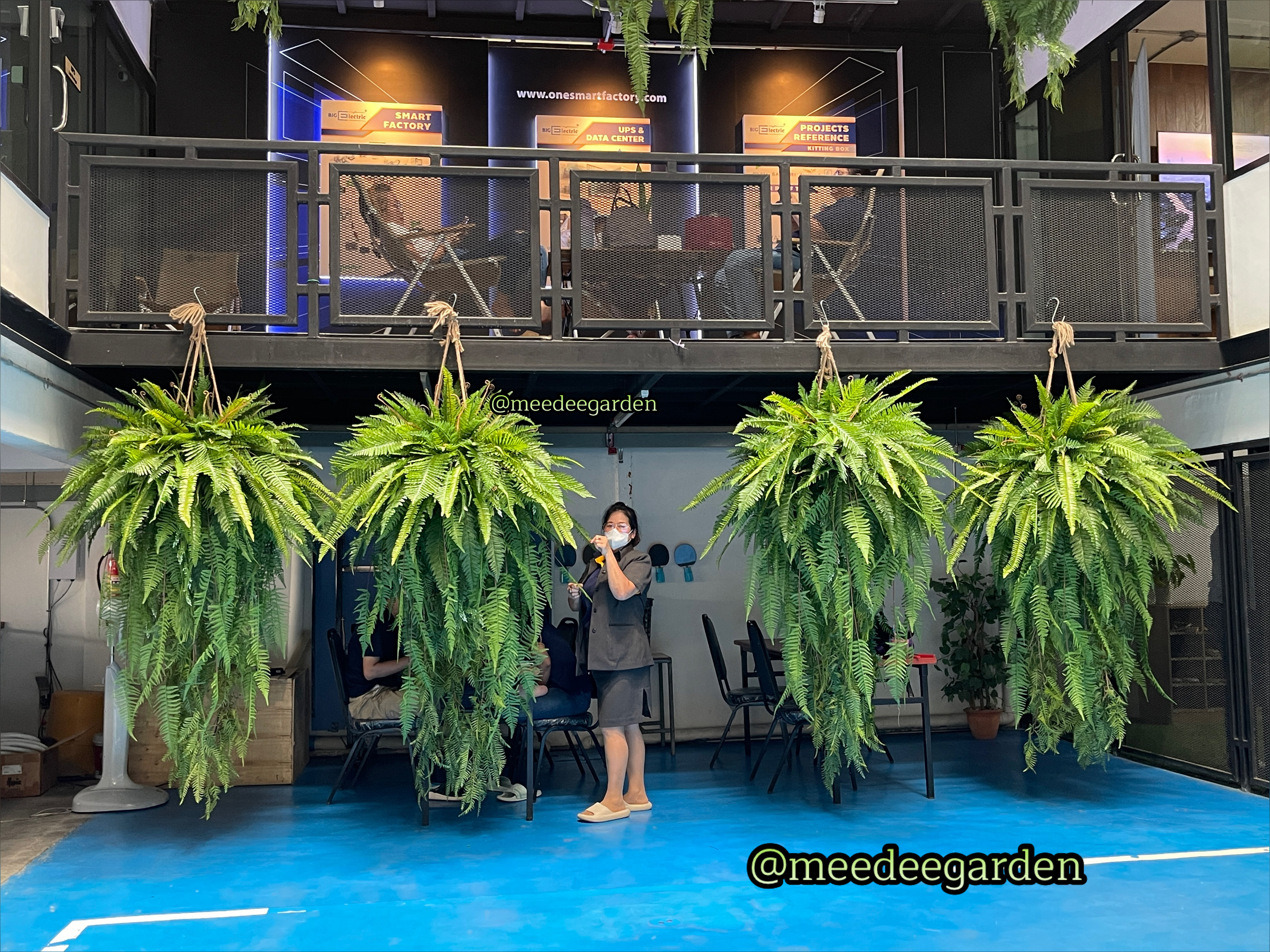 กระเช้าเฟิร์น กระเช้าเฟิร์นปลอม งานเกรดพรีเมี่ยม จัดเหมือนจริง ความกว้าง 1.5 เมตร ความยาว 2 เมตร