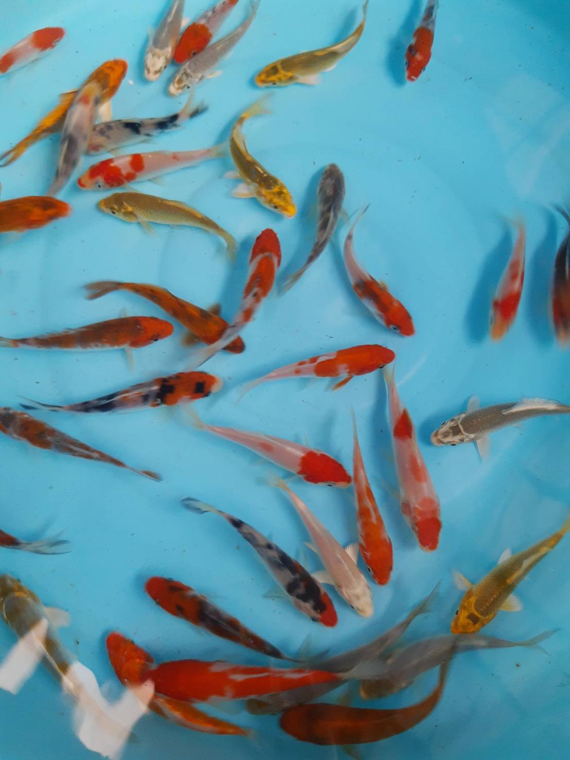 ลูกปลาคราฟ ปลาลูกนอก ขนาด 3 นิ้ว ขายส่งชุดละ 100 ตัว ลูกปลาคราฟราคาถูก