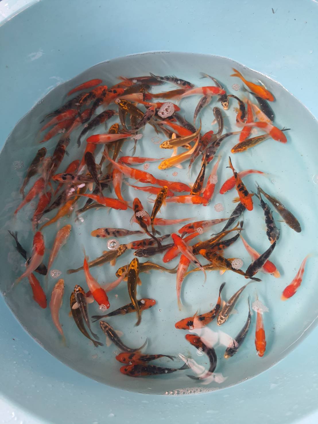 ลูกปลาคราฟ ปลาลูกนอก ขนาด 3 นิ้ว ขายส่งชุดละ 100 ตัว ลูกปลาคราฟราคาถูก