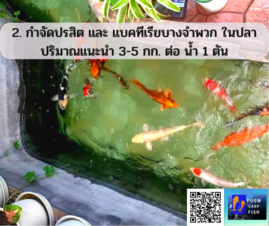 การใช้เกลือเลี้ยงปลาคาร์ฟ