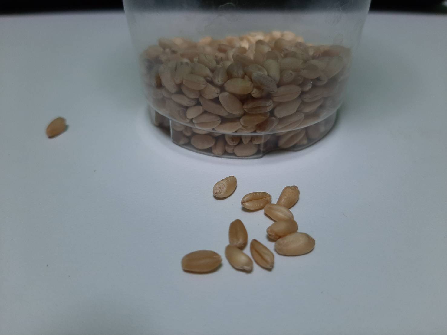 ชุดปลูกข้าวสาลีสำเร็จรูป ตั้งโชว์สวย ปลูกง่าย พร้อมปลูก