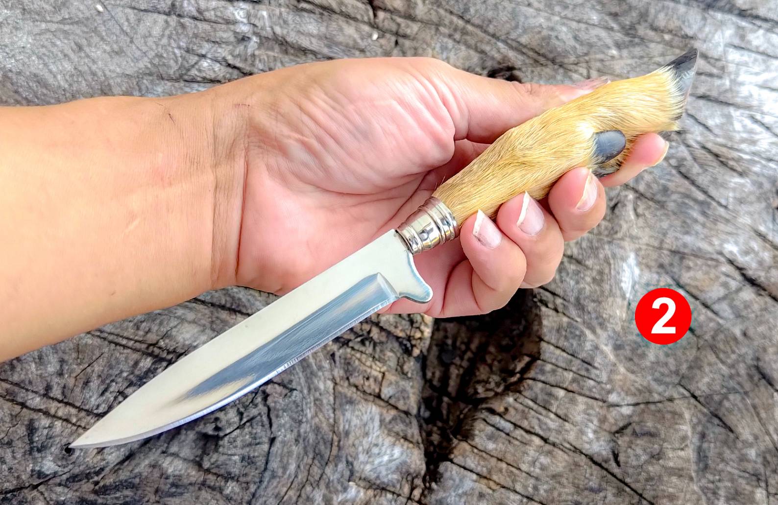 🔥มีดด้ามขาสัตว์แท้ จากนอร์เวย์🔥 มีดใบตาย ที่เป็นของสะสมส่วนตัว ที่นำมาจากประเทศนอร์เวย์ อายุ 10 ปีได้ ด้ามจับทำจากขาสัตว์แท้ใบมีดสแตนเลส 440 สัมผัสการจับรายละเอียดของขนเข้าถึงธรรมชาติได้อย่างดี มาพร้อมซองหนังแท้ ตีแบนจากค่ายโดยตรง