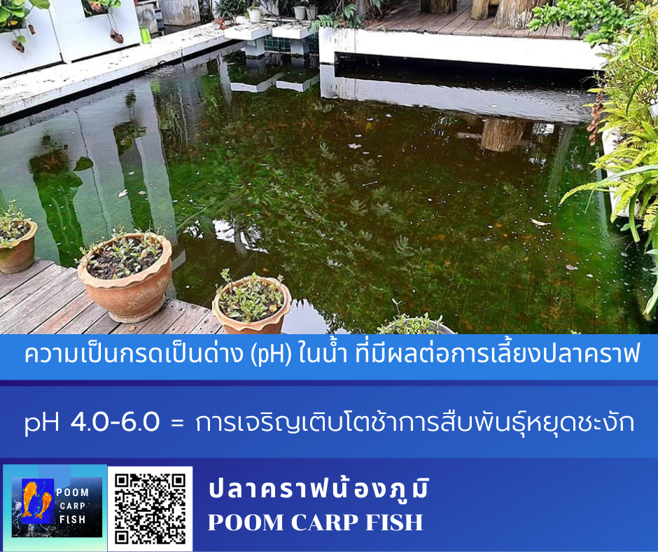ค่าน้ำ pH เลี้ยงปลาคราฟ