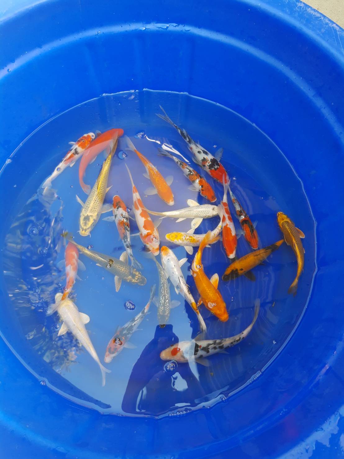 ลูกปลาคราฟ ปลาลูกนอกคัดเกรด ปลาคราฟขนาด 5 นิ้ว ขายปลาคราฟราคาถูก ราคาตัวละ 100 บาท