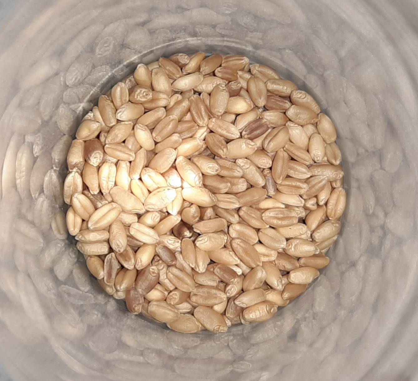 ชุดปลูกข้าวสาลีสำเร็จรูป ตั้งโชว์สวย ปลูกง่าย พร้อมปลูก