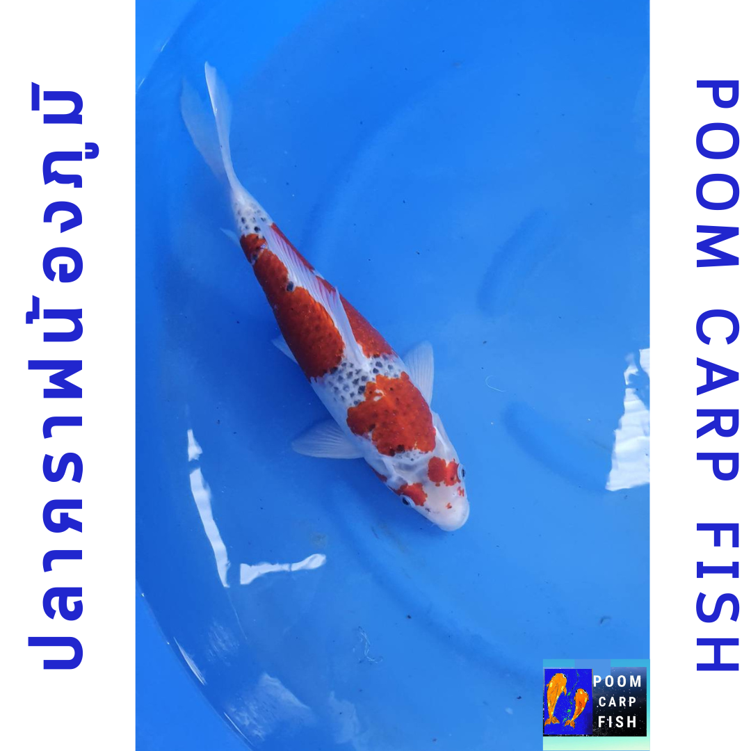 ปลาคราฟ โงชิกิ ปลา 5 สี สายพันธ์หาดูยาก ปลาคาร์ฟขนาดใหญ่ ขนาด 45 cm
