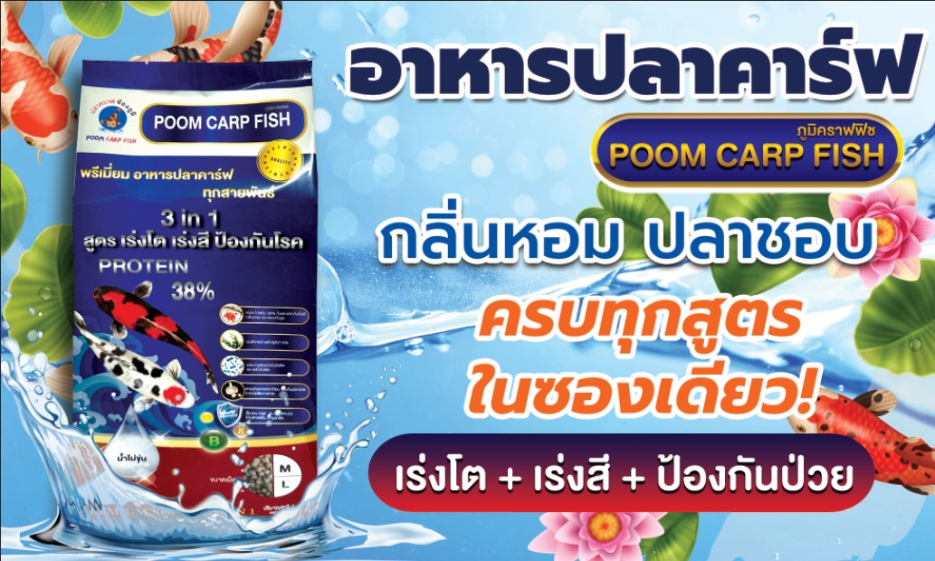 อาหารปลาคาร์ฟ poom carp fish