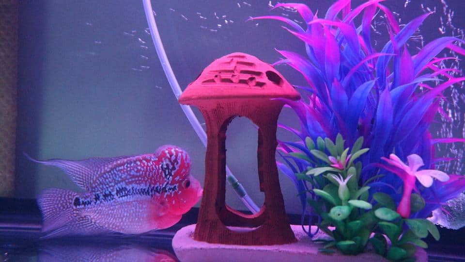 จำหน่ายปลาหมอสี flowerhorn for Sale