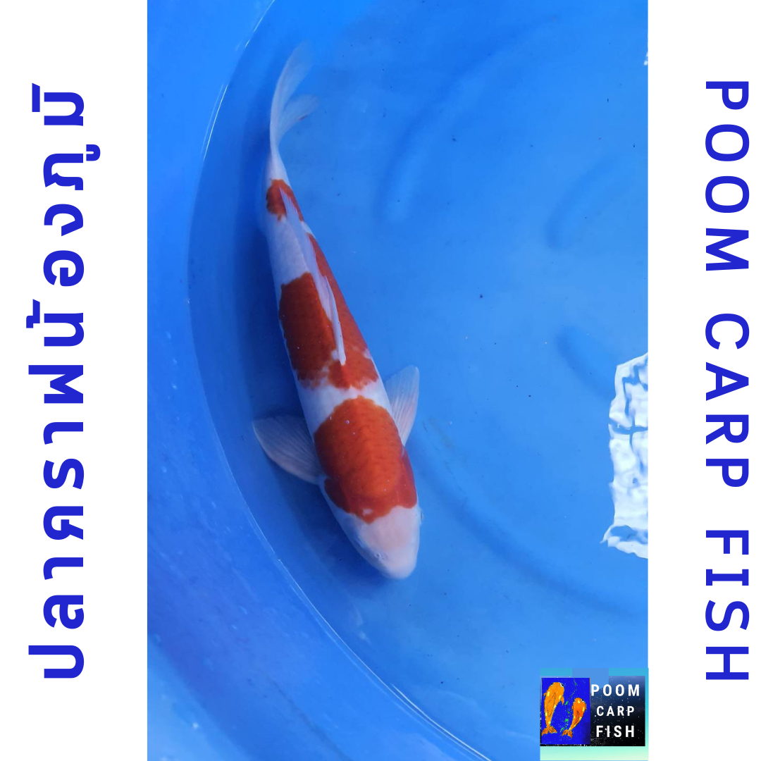 ปลาคราฟโคฮากุ สีแดงขาว หุ่นดีงาม ปลาคาร์ฟขนาดใหญ่ ขนาด 45 cm