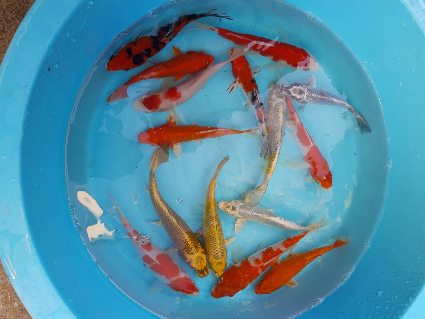 ลูกปลาคราฟ ปลาลูกนอกคัดเกรด ปลาคราฟขนาด 5 นิ้ว ขายปลาคราฟราคาถูก ราคาตัวละ 100 บาท