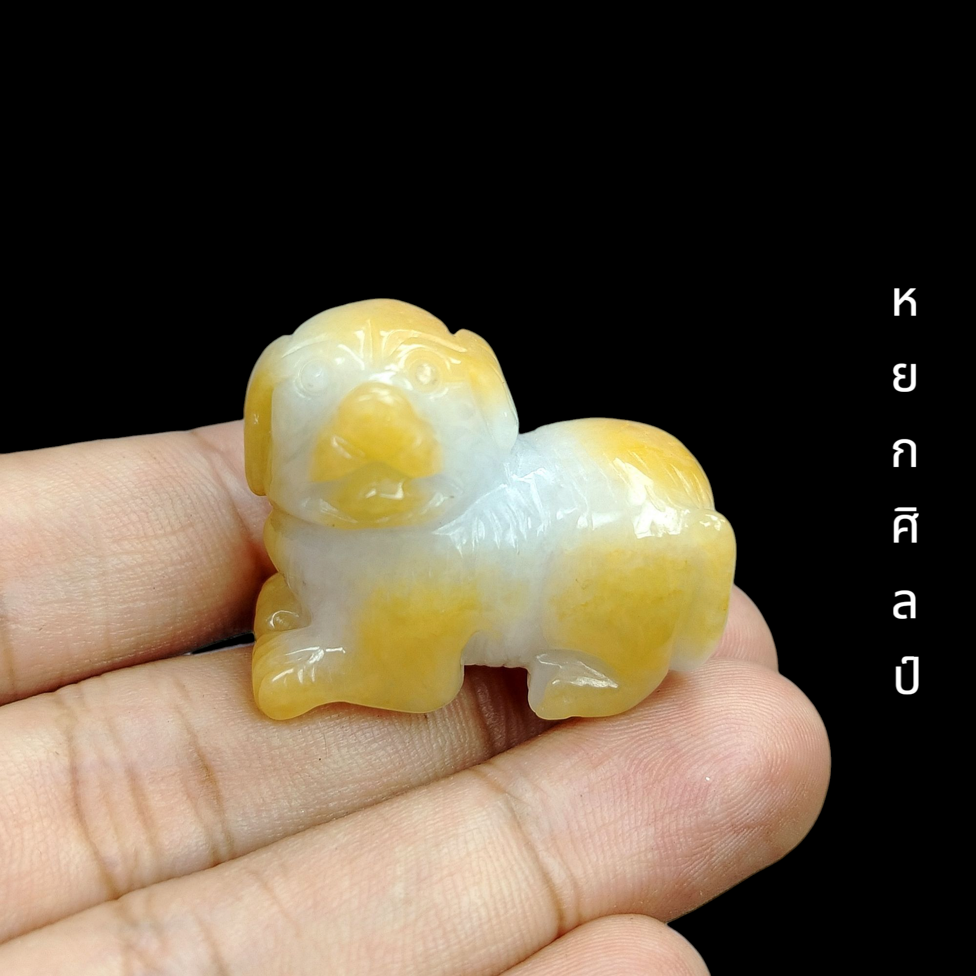 [00654]สุนัขหยกน้ำผึ้งพม่า