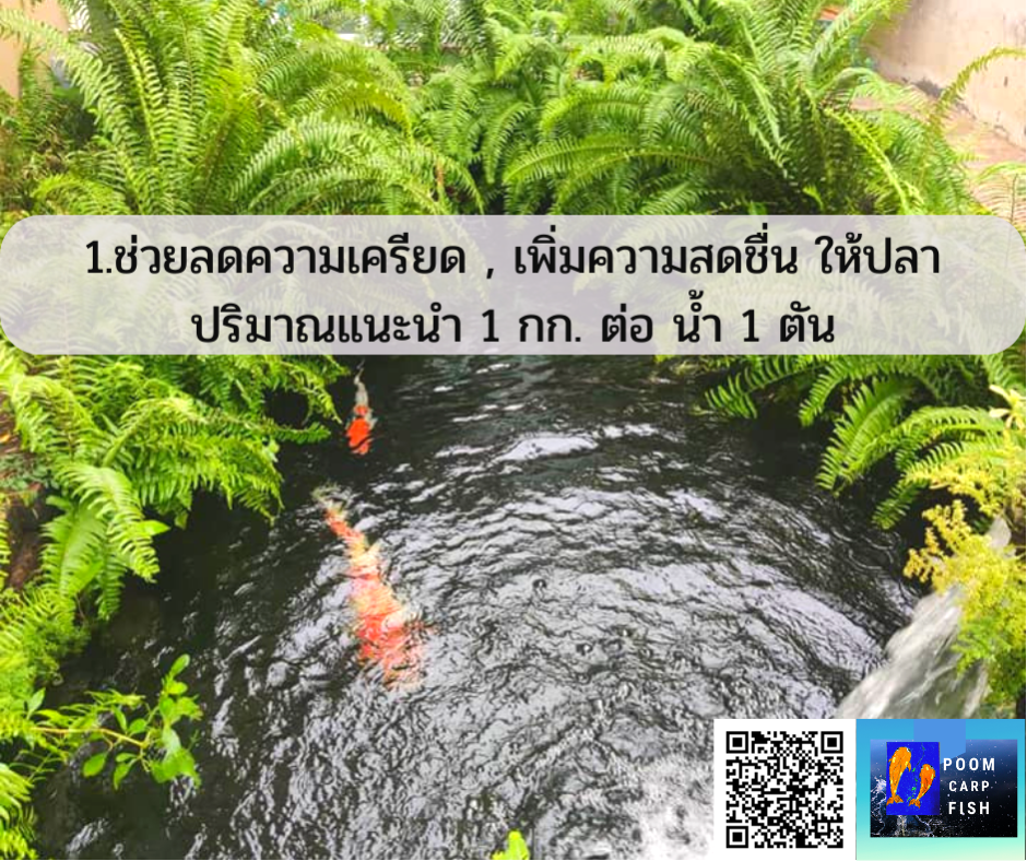 การใช้เกลือเลี้ยงปลาคาร์ฟ