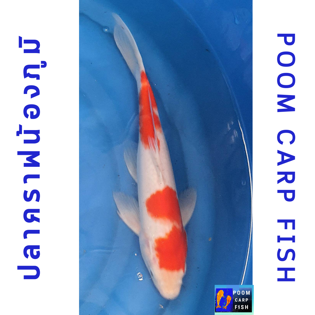 ปลาคราฟ โคฮากุ หุ่นหนาสวยงาม ขนาด 30 cm