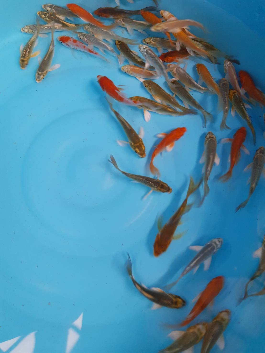 ลูกปลาคราฟ ปลาลูกนอก ขนาด 3 นิ้ว ขายส่งชุดละ 100 ตัว ลูกปลาคราฟราคาถูก