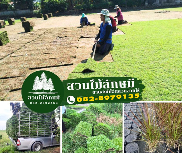รับจัดสวนจังหวัดนครศรีธรรมราช